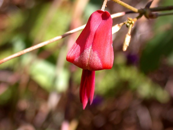 Dusky coral pea